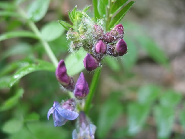 Vesse des haies Vicia sepium